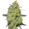 MASTER KUSH · White Label  Seeds · semi di canapa indiana · Fem