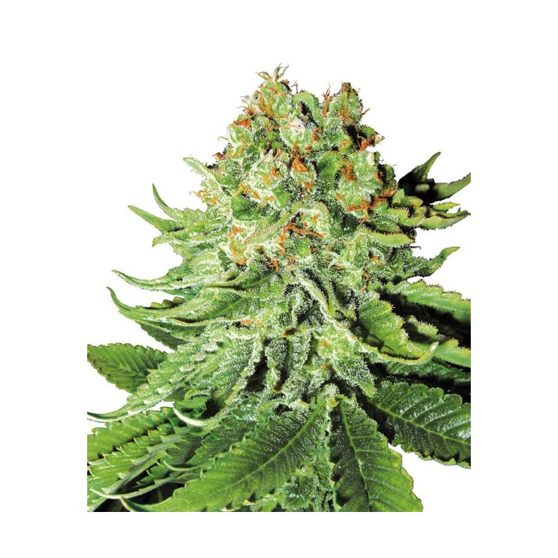 NORTHERN LIGHTS · White Label  Seeds · cannabis seeds · Fem