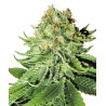 NORTHERN LIGHTS · White Label  Seeds · semillas de marihuana · Fem