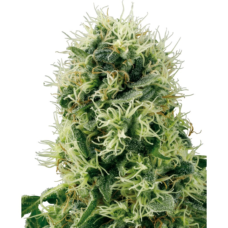 PURE POWER PLANT · White Label  Seeds · semi di canapa · Fem