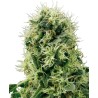 PURE POWER PLANT · White Label  Seeds · semillas de marihuana · Fem
