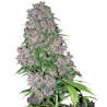 PURPLE BUD · White Label  Seeds · semi di canapa indiana · Fem