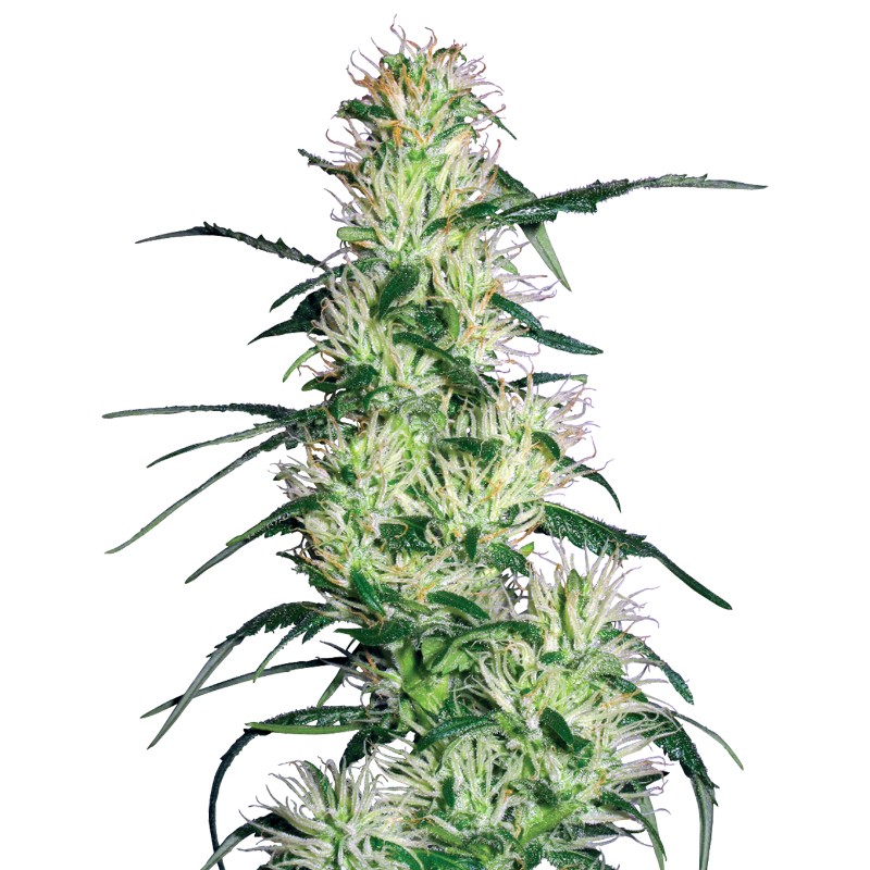 PURPLE HAZE · White Label  Seeds · semillas de marihuana · Fem
