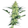 WHITE DIESEL · White Label  Seeds · semi di canapa · Fem