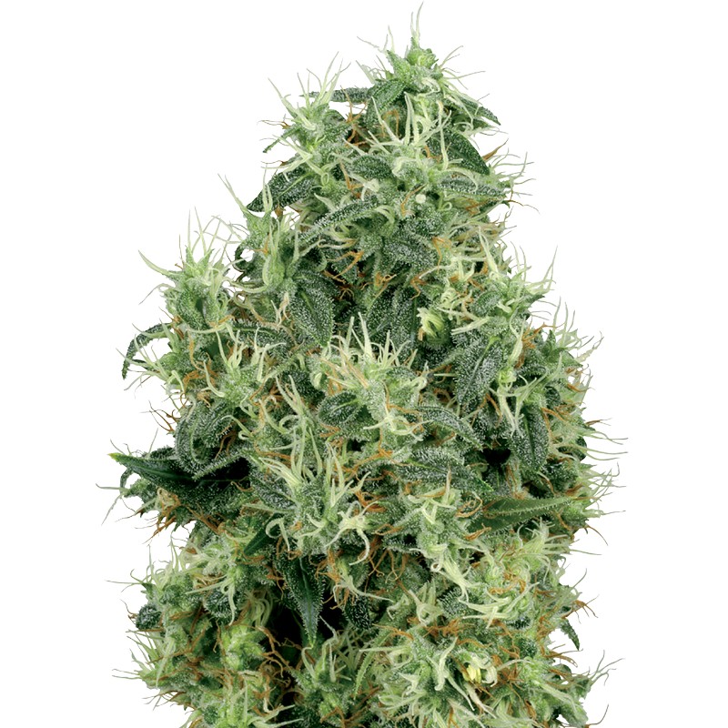 WHITE GOLD · White Label  Seeds · semi di canapa · Fem