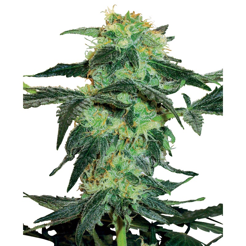 WHITE ICE · White Label  Seeds · semi di canapa · Fem