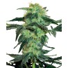 WHITE ICE · White Label  Seeds · semi di canapa · Fem