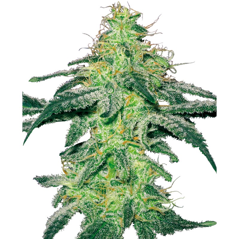 WHITE SKUNK · White Label  Seeds · semillas de marihuana · Fem