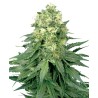 WHITE WIDOW · White Label  Seeds · semillas de marihuana · Fem