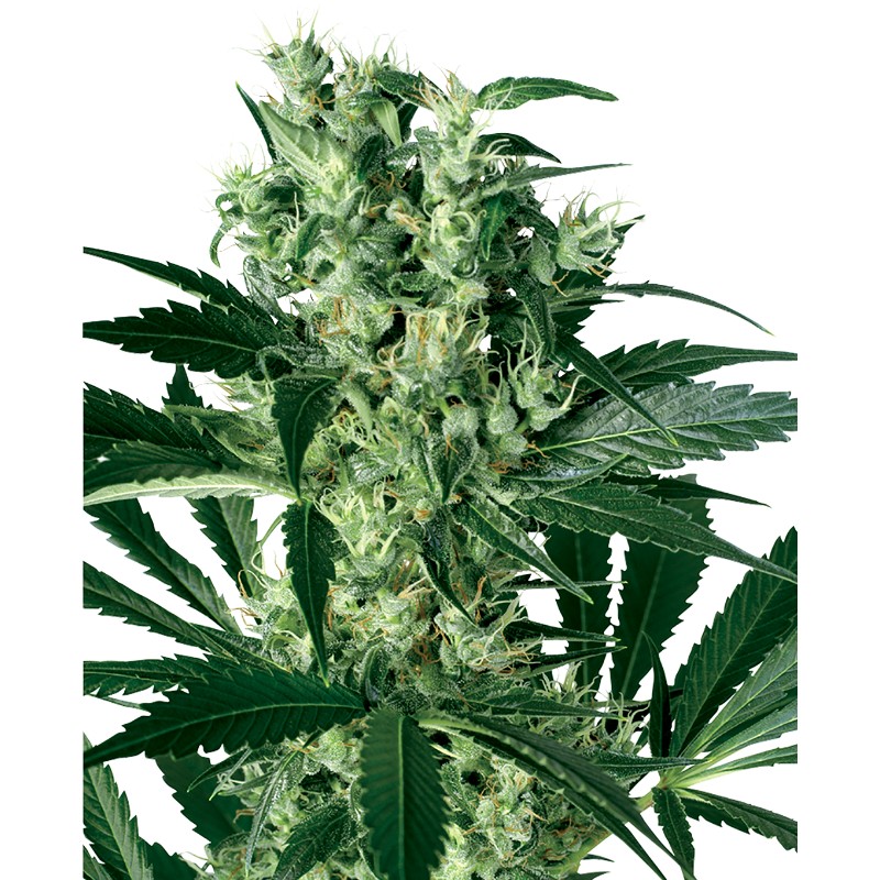 X HAZE · White Label  Seeds · semillas de marihuana · Fem