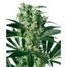 X HAZE · White Label  Seeds · semillas de marihuana · Fem