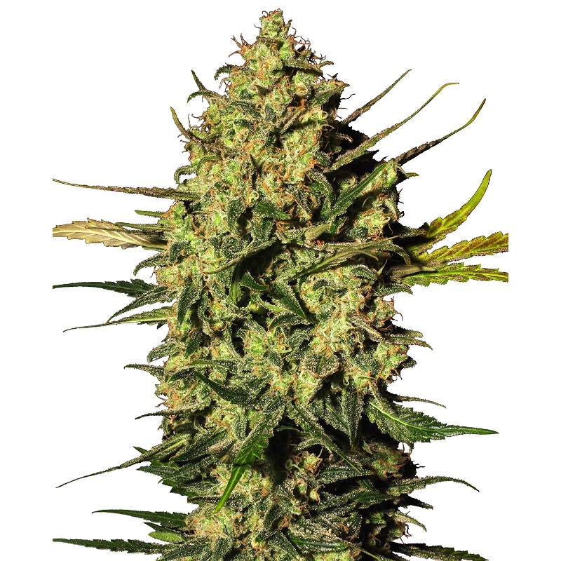 MASTER KUSH AUTOMATIC · White Label  Seeds · cannabis seeds · AutoFem