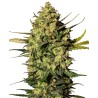 MASTER KUSH AUTOMATIC · White Label  Seeds · cannabis seeds · AutoFem