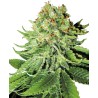 NORTHERN LIGHTS AUTO · White Label  Seeds · semillas de marihuana · AutoFem