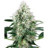 PURE POWER PLANT AUTOMATIC · White Label  Seeds · semillas de marihuana · AutoFem