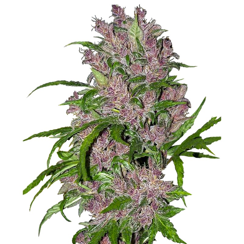 PURPLE BUD AUTOMATIC · White Label  Seeds · cannabis seeds · AutoFem