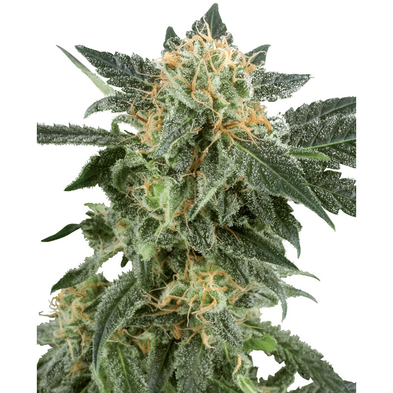 SNOW RYDER · White Label  Seeds · semi di canapa · AutoFem
