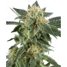 SNOW RYDER · White Label  Seeds · semillas de marihuana · AutoFem