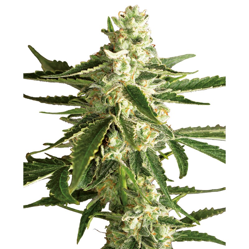 WHITE DIESEL HAZE AUTO · White Label  Seeds · semillas de marihuana · AutoFem