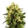WHITE HAZE AUTOMATIC · White Label  Seeds · semillas de marihuana · AutoFem