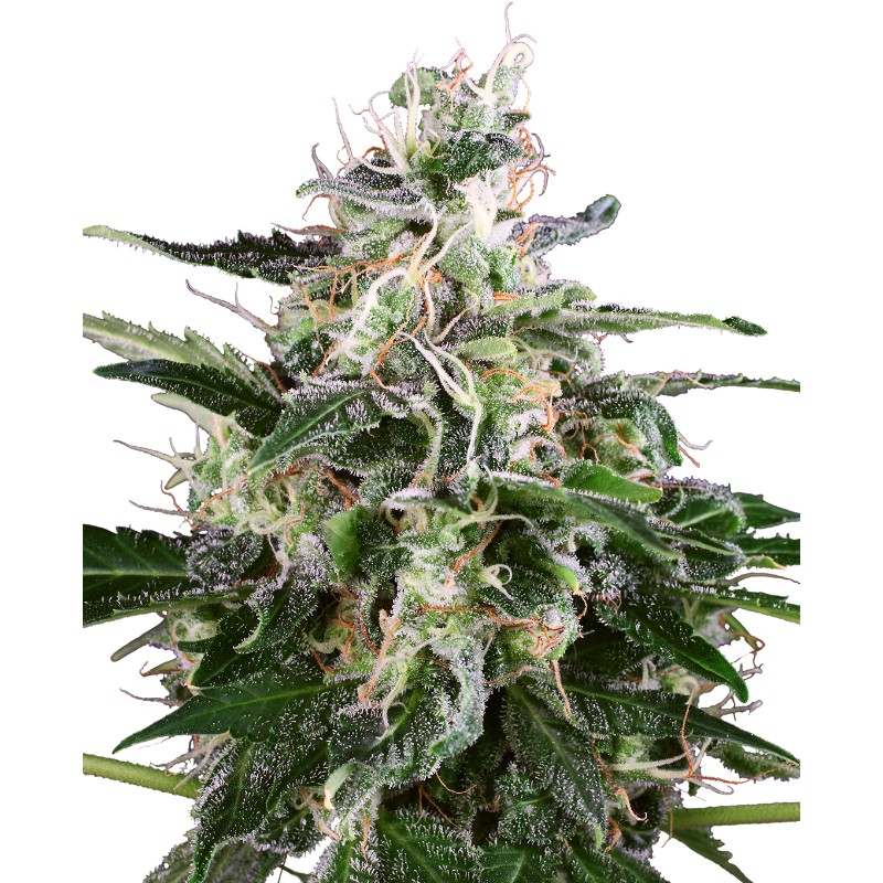 WHITE SKUNK AUTOMATIC · White Label  Seeds · semillas de marihuana · AutoFem