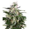 WHITE SKUNK AUTOMATIC · White Label  Seeds · semillas de marihuana · AutoFem
