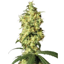 WHITE WIDOW AUTOMATIC ·...