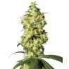 WHITE WIDOW AUTOMATIC · White Label  Seeds · semillas de marihuana · AutoFem