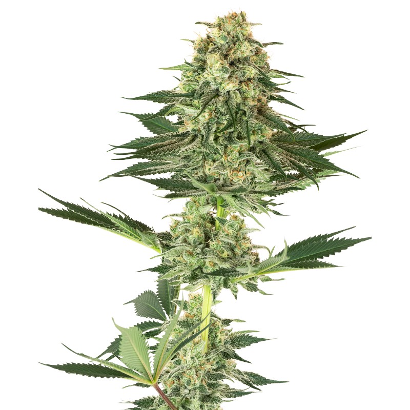 BANANA KUSH · White Label  Seeds · semi di canapa indiana · Fem