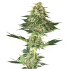BANANA KUSH · White Label  Seeds · semillas de marihuana · Fem