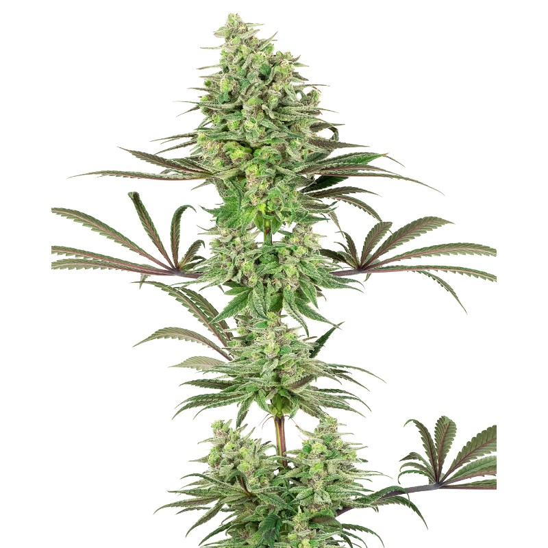 DOUBLE BANANA KUSH · White Label  Seeds · cannabis seeds · Fem