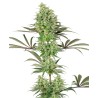 DOUBLE BANANA KUSH · White Label  Seeds · semi di canapa indiana · Fem