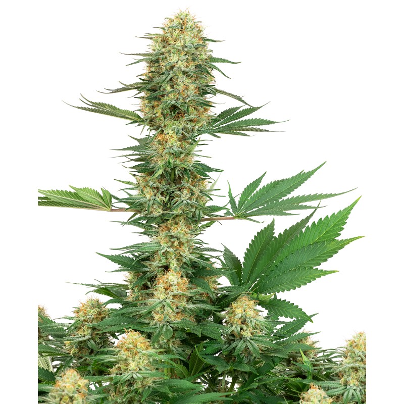 GELATO 420 · White Label  Seeds · cannabis seeds · Fem