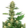 GELATO 420 · White Label  Seeds · semillas de marihuana · Fem