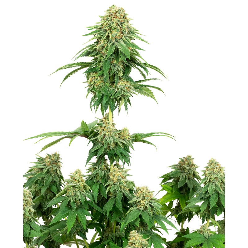 GIRL SCOUT COOKIES · White Label  Seeds · semillas de marihuana · Fem