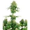 GIRL SCOUT COOKIES · White Label  Seeds · semillas de marihuana · Fem