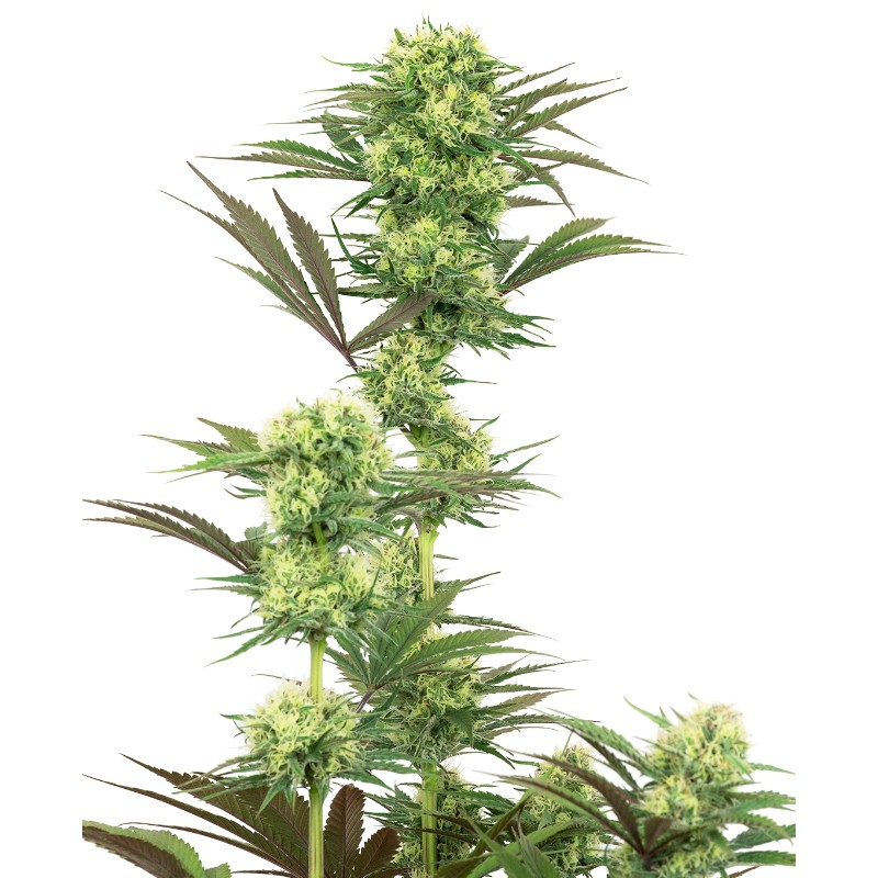 GUAVA JELLY · White Label  Seeds · semillas de marihuana · Fem