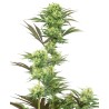 GUAVA JELLY · White Label  Seeds · semillas de marihuana · Fem