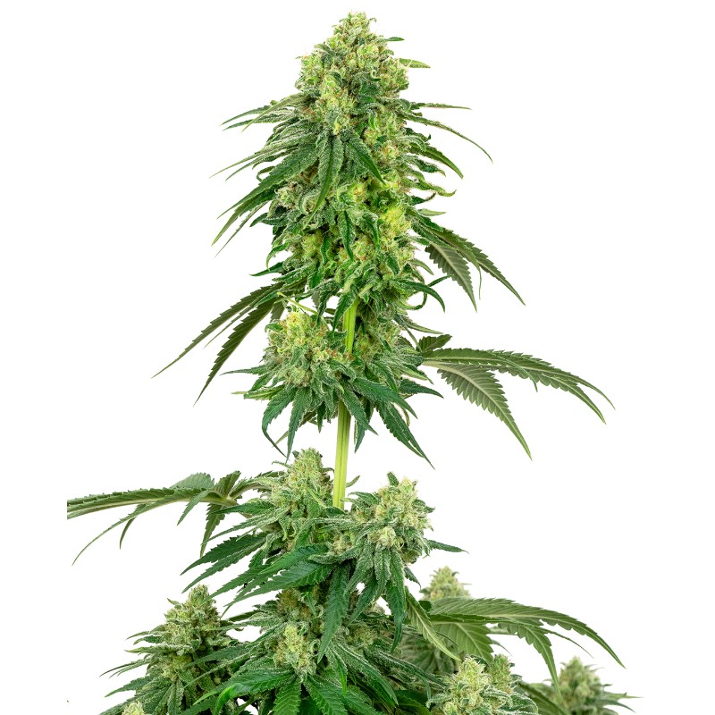 STRAWBERRY KUSH · White Label  Seeds · semi di canapa indiana · Fem
