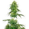 STRAWBERRY KUSH · White Label  Seeds · semi di canapa indiana · Fem