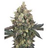 SWEET BERRY BREEZE · White Label  Seeds · semillas de marihuana · Fem