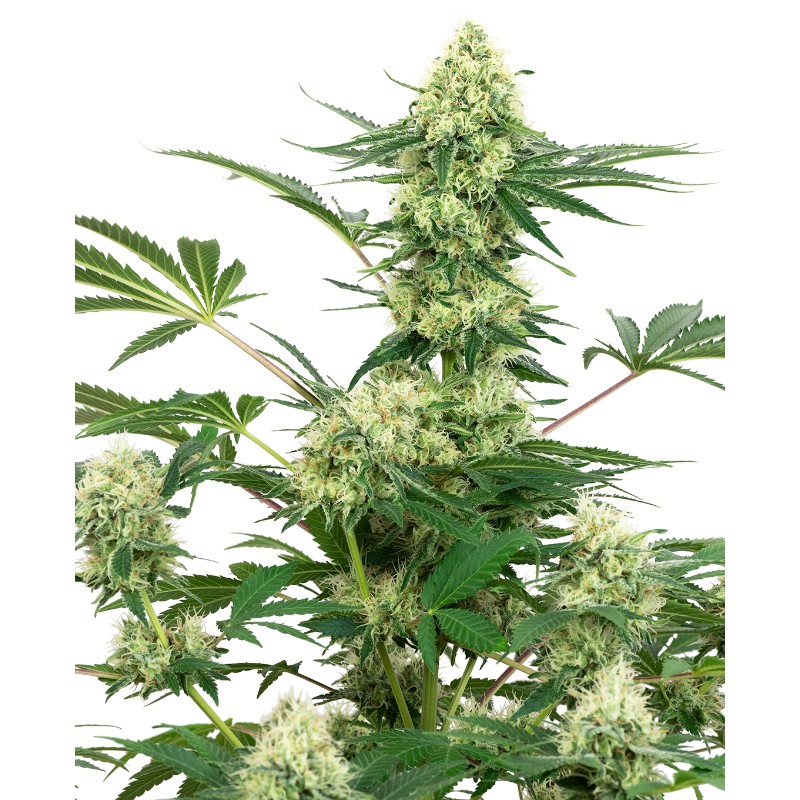 WEDDING CHEESECAKE · White Label  Seeds · semillas de marihuana · Fem