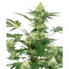 WEDDING CHEESECAKE · White Label  Seeds · semi di canapa indiana · Fem