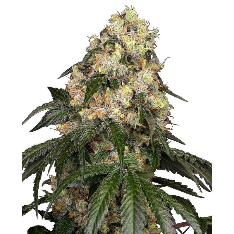 WHITE BISCOTTI OG XXL · White Label  Seeds · semi di canapa indiana · Fem