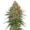 WHITE CHEESE · White Label  Seeds · semillas de marihuana · Fem