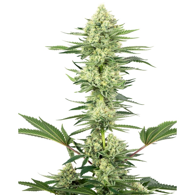 WHITE GORILLA HAZE · White Label  Seeds · semillas de marihuana · Fem
