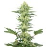 WHITE GORILLA HAZE · White Label  Seeds · semi di canapa indiana · Fem