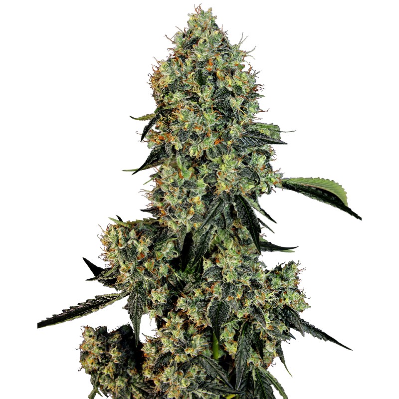 O.G KUSH · White Label  Seeds · cannabis seeds · Fem