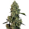 O.G KUSH · White Label  Seeds · semi di canapa indiana · Fem