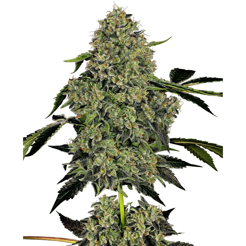 OG KUSH AUTO · White Label  Seeds · semi di canapa indiana · AutoFem